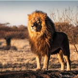 Лев · Кошачьи · Хищные · МЛЕКОПИТАЮЩИЕ · Животные · Муниципальное Бюджетное  Учреждение Культуры «Зоопарк» - официальный сайт